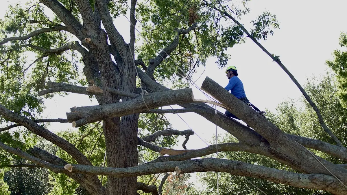 Professional Hazardous Tree Removal performed by certified arborists in East Enterprise